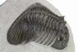 Scabriscutellum Trilobite With Axial Spines - Morocco #226129-1